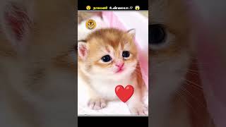 பாம்போட தலையில இருக்குற இந்த கல் என்னன்னு தெரியுமா  Snake Stone  Animal Voiceover Tamil [upl. by Ariadne]