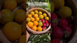 Harvesting Calamondin Oranges and Strawberries🍓 terracegarden fruit shorts [upl. by Lertnek]