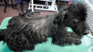 We Are Back Grooming A Dog With A Skin Problem [upl. by Abihsot]