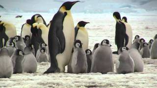 Emperor Penguins Snow Hill Island Antarctica Oct 2010 PART  1 Uploaded [upl. by Aticnemrac]