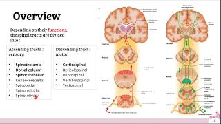 Ascending amp Descending tracts of spinal cord [upl. by Daggett]