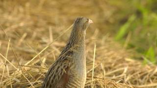 Corncrake Crex crex  Haris 4K [upl. by Phiona]