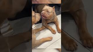 Frisky Pitbull gets turned down by Annoyed Girl Pitbull shorts funny dogs doggo [upl. by Monetta]