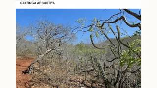 Biomas do Brasil  Caatinga  Luciano Paganucci de Queiroz  Univ Estadual de Feira de Santana [upl. by Leandra]