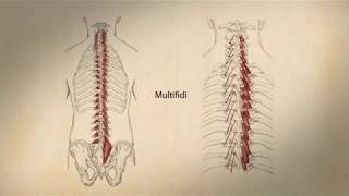 Multifidi and Rotatores Palpation [upl. by Ettesil261]