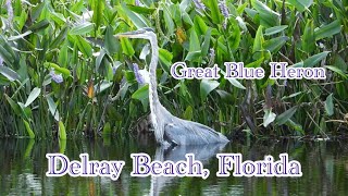 Great Blue Heron Stands SemiSubmerged in Delray Beach Florida [upl. by Margaretha]