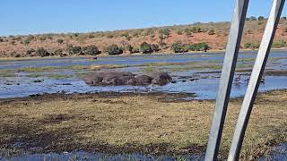 Hippos  Chobe National Park [upl. by Arakal]