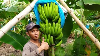 Hasil ratusan juta dari Kebun pisang cavendis [upl. by Adaiha]