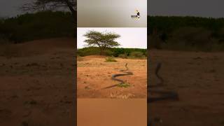 Black Mamba Snake  हिन्दी डॉक्यूमेंट्री dangerous snake wildlifetelecast [upl. by Lehman]