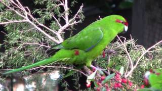 KakarikiNew Zealand Red Crowned ParakeetCanon HF10 [upl. by Einnil]