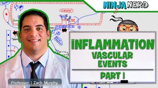 Immunology  Inflammation Vascular Events Part 1 [upl. by Nedyarb657]