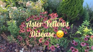 Controlling Aster Yellows  Tying up Big Hydrangea Blooms🌺 [upl. by Nyvar]