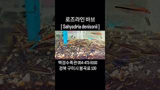 구미백경수족관 로즈라인 바브  Sahyadria denisonii  구미김천수족관김천혁신도시수족관 [upl. by Furgeson]