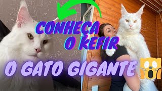 IMPRESSIONANTE o tamanho desse gato Conheça o KEFIR o GATO GIGANTE 🙀🙀🙀🙀 [upl. by Pantin]