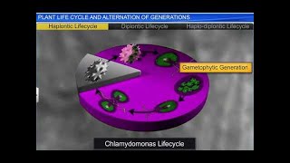 CBSE Class 11 Biology  Plant Life cycles and Alternation of Generation  By Shiksha House [upl. by Nolyaw]