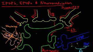 Neuromodulation strychnine example [upl. by Jaycee]