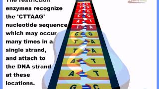 How to make a Recombinant DNA [upl. by Ekusoyr]