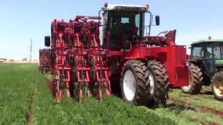 Dewulf ZKIIISE  3row selfpropelled carrot harvester [upl. by Gibbons697]