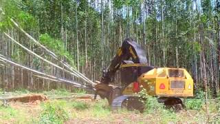 Feller Buncher  Corte da Área da Expoforest 2018 [upl. by Akeret]