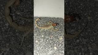 Hottentotta tamulus Indian Red Scorpion eat baby Blatta Lateralis [upl. by Merari205]