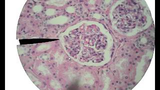 Histology for Beginners [upl. by Aehcim999]