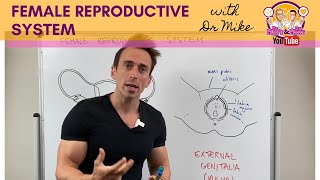 Medical  Female reproductive system in 3D [upl. by Nellda]