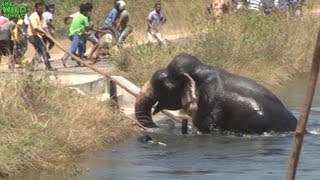 Guiding a trapped giant elephant out from a canal [upl. by Ruscio]