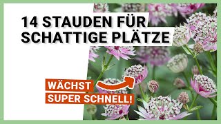 14 Stauden für schattige Plätze im Garten [upl. by Rivers]