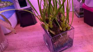 CareCollab  Maxillaria tenuifolia  Water Culture [upl. by Concettina]