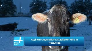 AsylheimJugendliche attackieren Kühe in Huttwil BE [upl. by Tnomal818]