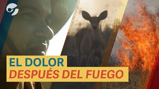 Los INCENDIOS y la TRAGEDIA ecológica de CORRIENTES como NUNCA la viste lo que el FUEGO dejó [upl. by Olette]