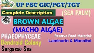 BROWN ALGAE PHAEOPHYCEAE MOST EXPECTED MCQS [upl. by Floria145]