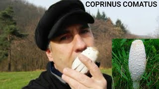 COPRINUS COMATUS by MACINETOR [upl. by Arlana]