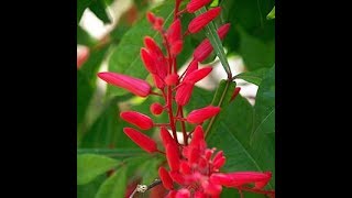 Quassia amara benefits in medicine [upl. by Asylem]