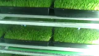 GreenFeed Growing System grow room in action [upl. by Ema691]