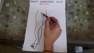 Great saphenous vein anatomy [upl. by Nilesoy]