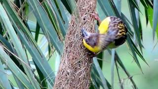 Weaver Bird Making His Nest  PART 11 [upl. by Heim202]