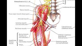 How and why to strengthen the pectineus and its implication in various hiprelated disorders [upl. by Agnew547]