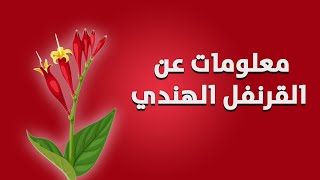 القرنفل الهندي الوصف النباتي والاستعمال [upl. by Ahsemrac]