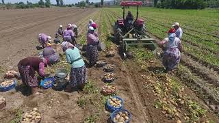 Patates Şarkısı Eşliğinde Hasat [upl. by Rahs587]