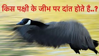 किस पक्षी के जीभ पर दाँत होते है।।Geese Teeth Are Insane And Amazing😱😱 shorts vikasfact [upl. by Annot]