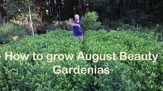 How to grow August Beauty Gardenia with a detailed description [upl. by Pressey]