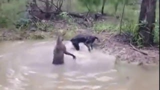 KangaRoo vs Dog Water Fight [upl. by Natanoj]