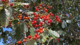 Swedish whitebeam  leaves amp fruit  September 2024 [upl. by Melliw]