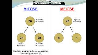 Meiose e Mitose [upl. by Mercorr]