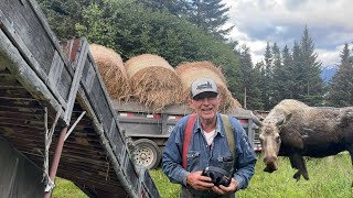 Moose Proofing Alaskan Hay Barn  For Winters Hay [upl. by Maison]