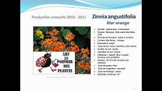 Zinnia angustifolia Star orange plante annuelle [upl. by Ytteb250]