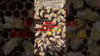 EDEP SEN NE GÜZELSİN ANA ARI UTANCINDAN SAKLANDI 👑🐝🔔👍 arılar beekeeping arıbakımı bee bees [upl. by Avihs]