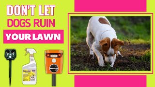 Best Dog Repellent For Lawns  Dont Let Dogs Ruin Your Lawn [upl. by Airoled703]