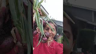 🥕🌽Enna arumaiyana vilaichal🍉🥕🥔 pudhumaisei tamilshorts food gardening usatamil tamil [upl. by Nywles171]